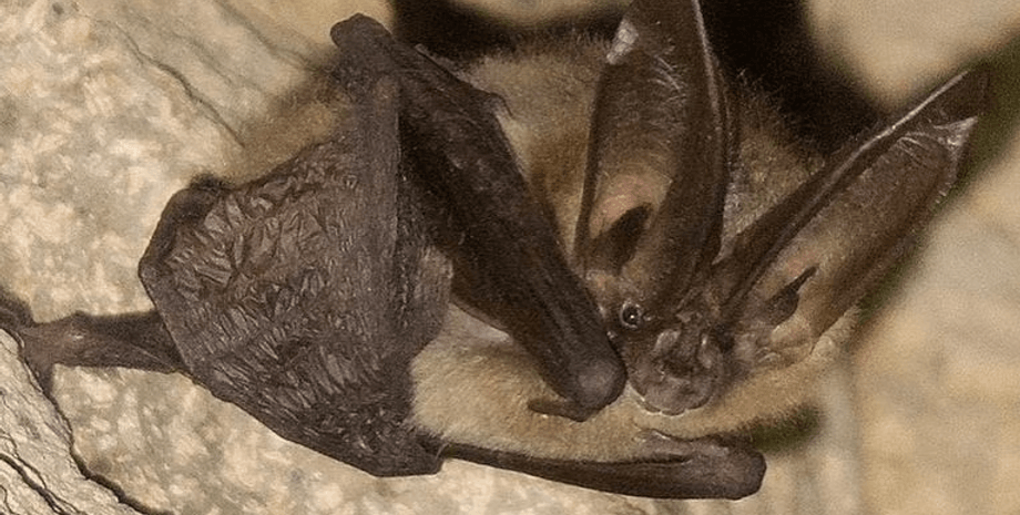 Летучая мышь, конкурс красоты летучих мышей, получила корону, национальный конкурс, ежегодный конкурс, жуткие животные,