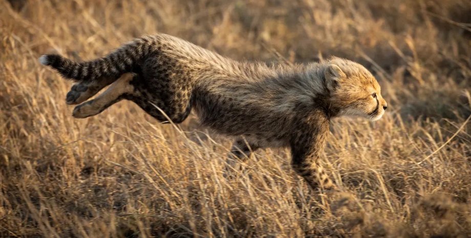 детеныш гепарда