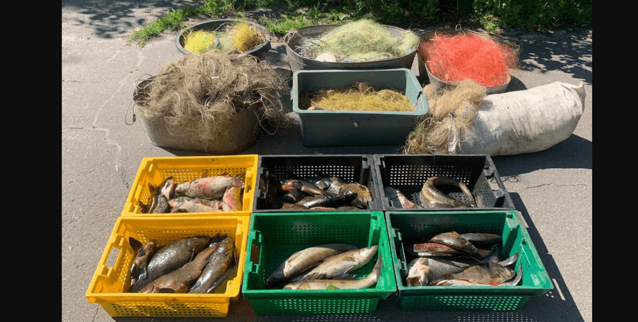 рыба, сети, полиция, фото