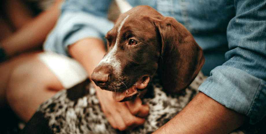 Обійми з собакою за кермом