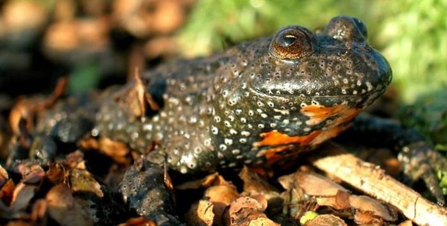 Краснобрюхая жерлянка / Фото: animalregister.net