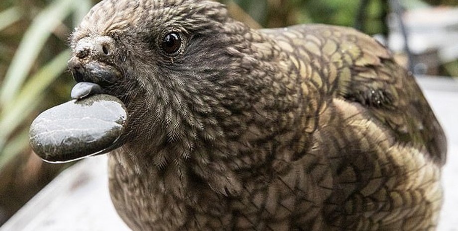 Кеа по имени Брюс