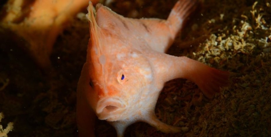 Красная ручная рыба рыба с руками, красная ручная рыба