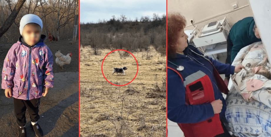 В Винницкой области пропал ребенок История спасения, спасение, пропавший ребенок, Винницкая область, Национальная полиция, полиция, нашли ребенка, спас пес, ребенка спас пес