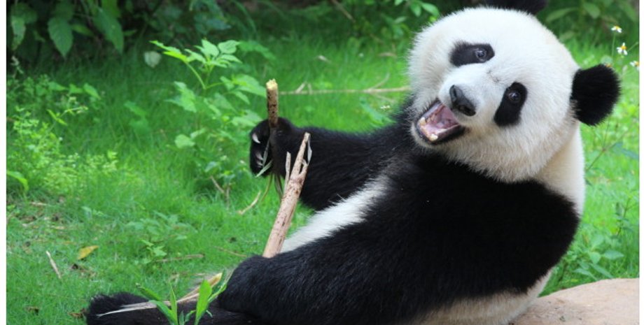 панда, китай, туристы