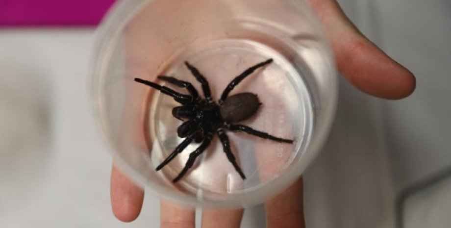 Павук, лапки, отруйний павук, членистоноге, Atrax robustus, склянка, рука