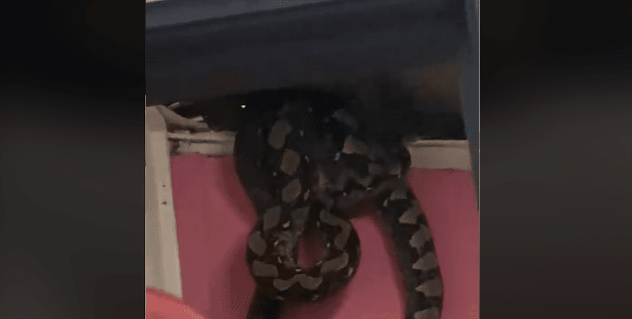 Питоны под потолком дома