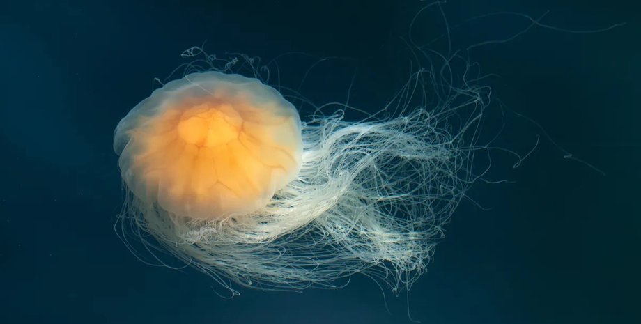 медуза левова грива