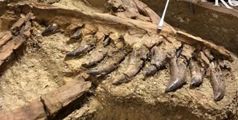 Фото: University of Kansas