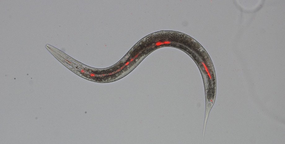 нематоды, бактерии, вирусы