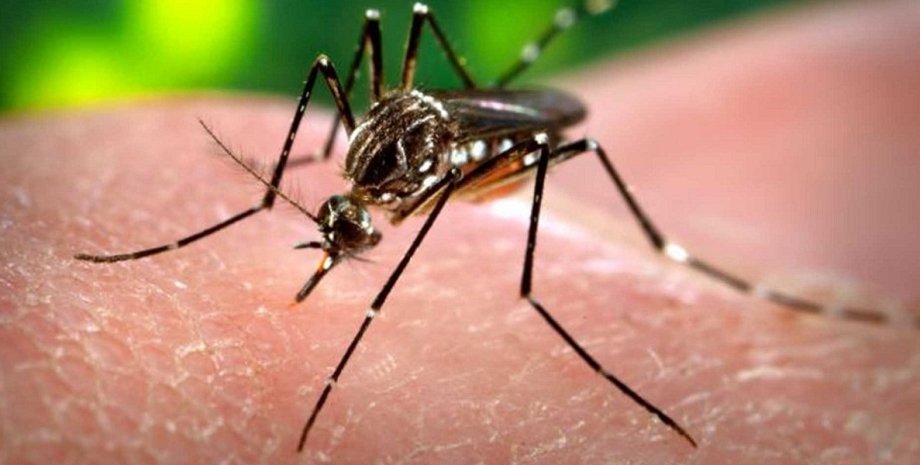 Вирус Зика переносят комары рода Aedes / Фото: bubblear.com