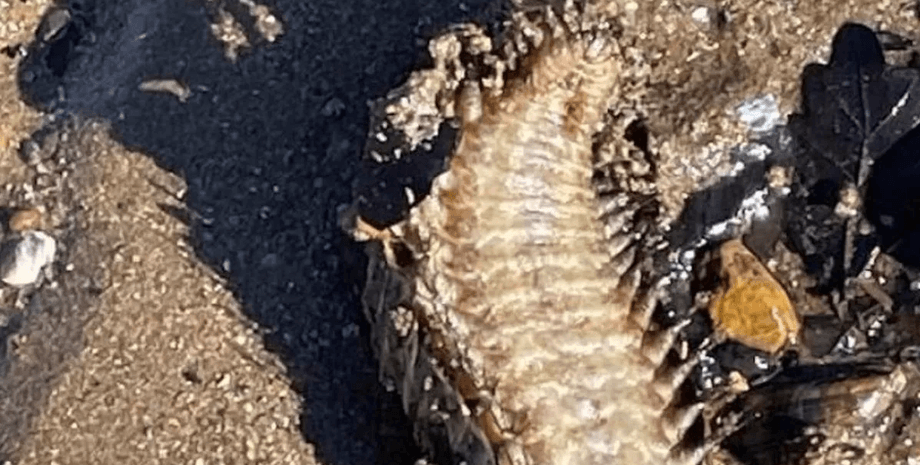 Морское существо, животное, неопознанное существо, морское животное, морское существо, существо со щупальцами, панцирь, на песке