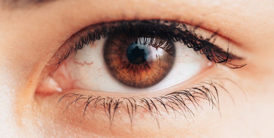 око, повіка, дослідження, еволюція, еволюція людини, зір, будова ока, плівка на оці, мембрана ока. складна, нервова тканина