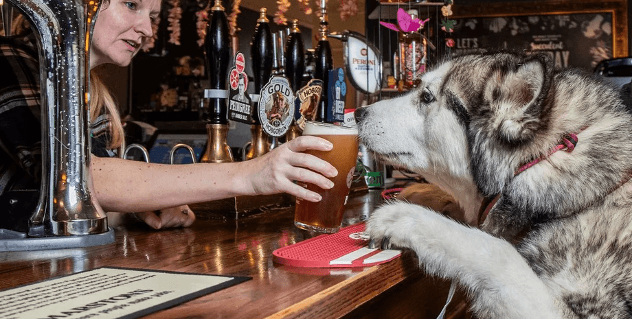 паб для собак