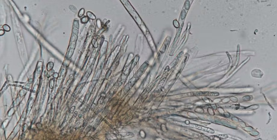 споры вид плесени