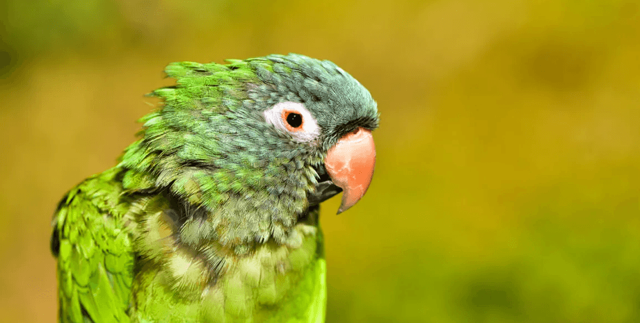 84-летний попугай Коко, птица, пожилая птица, попугай засыпает на диване, уставший попугай, звезда соцсетей, Коко спит