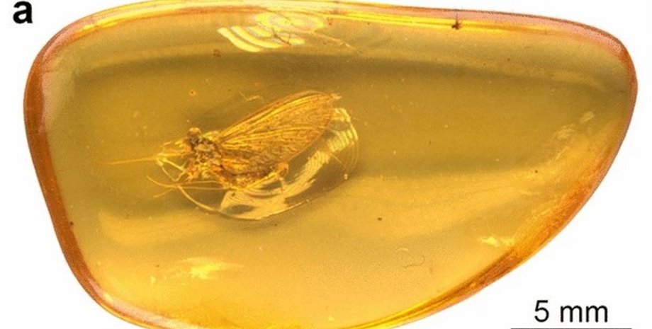 древнее насекомое, янтарь