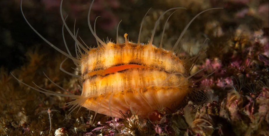 моллюск, морской гребешок