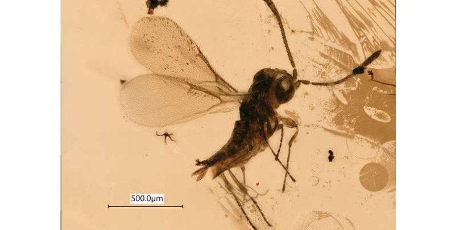 осы, халциды, паразит, находка, окаменелость, янтарь, история, вид, семья, существование, исследование, наука