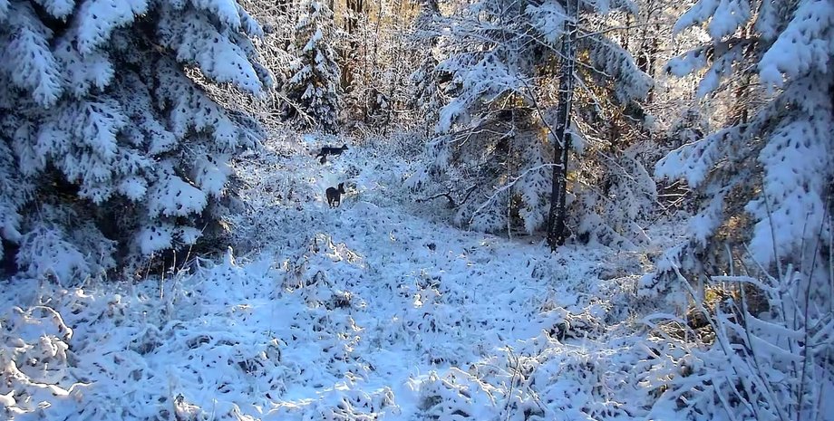 львовская область