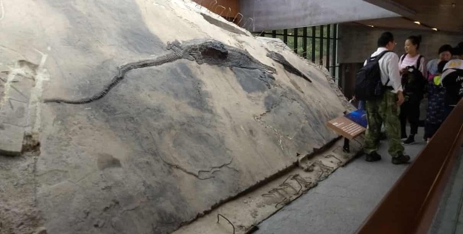 Фото: Ryosuke Motani/iScience