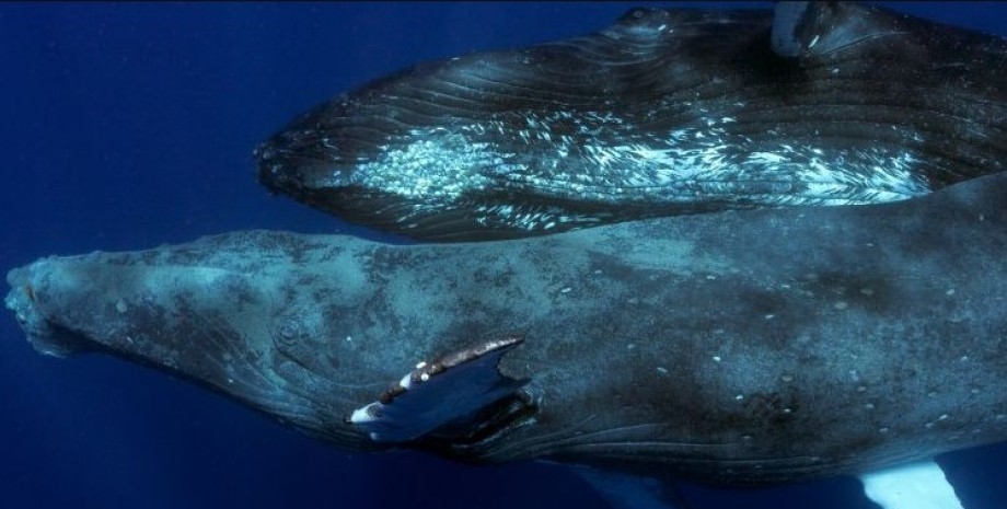 горбатий кит, горбатий кит секс