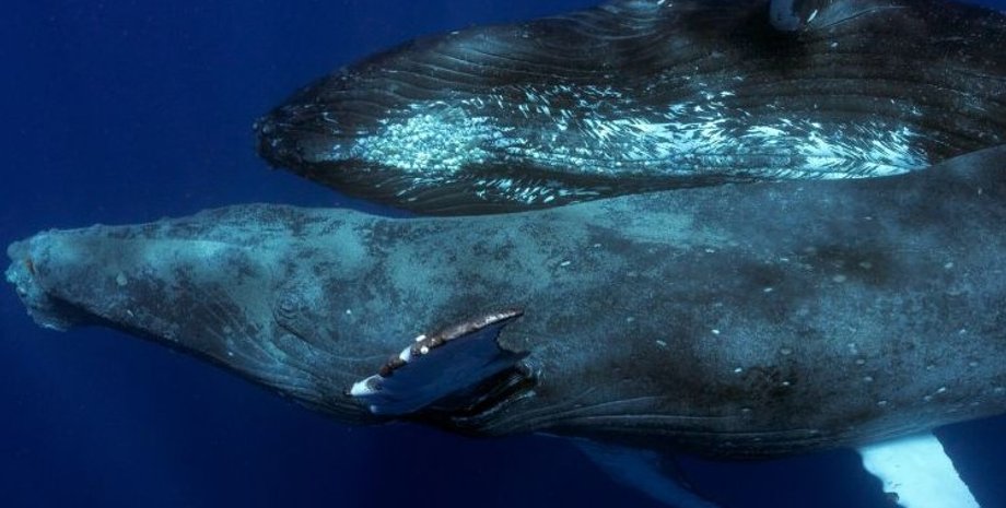 горбатий кит, горбатий кит секс