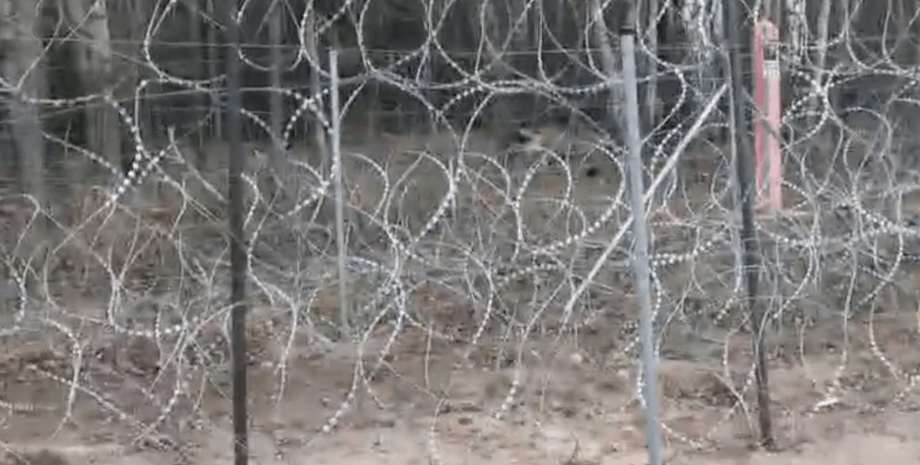 стрільба, кордон, Польща, Білорусь, мігранти, біженці