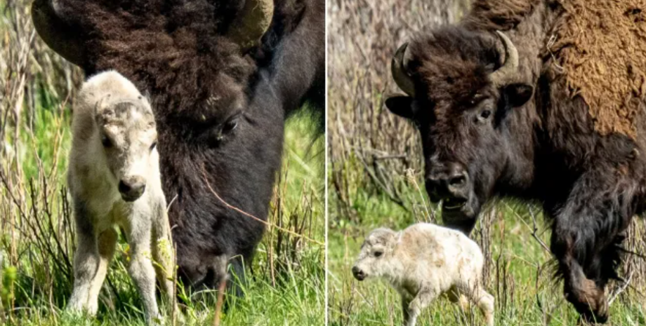 Народилось легендарне біле буйволеня, пророцтво племені американських індіанців, легенди, містика, фото
