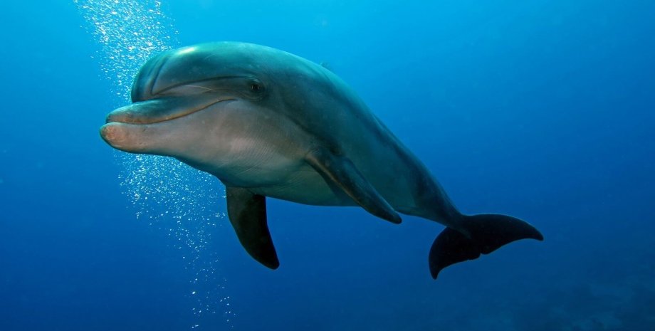 дельфин афалин, вода, фото