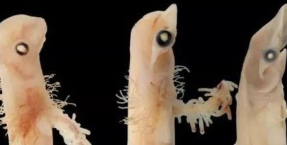 Ученые проследили все стадии развития акулы-молота акула, акула молот, акула молот эмбрион