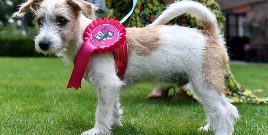 Фото: twitter.com/carriesymonds