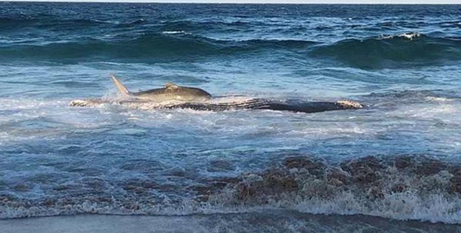 Фото: Кадр из видео