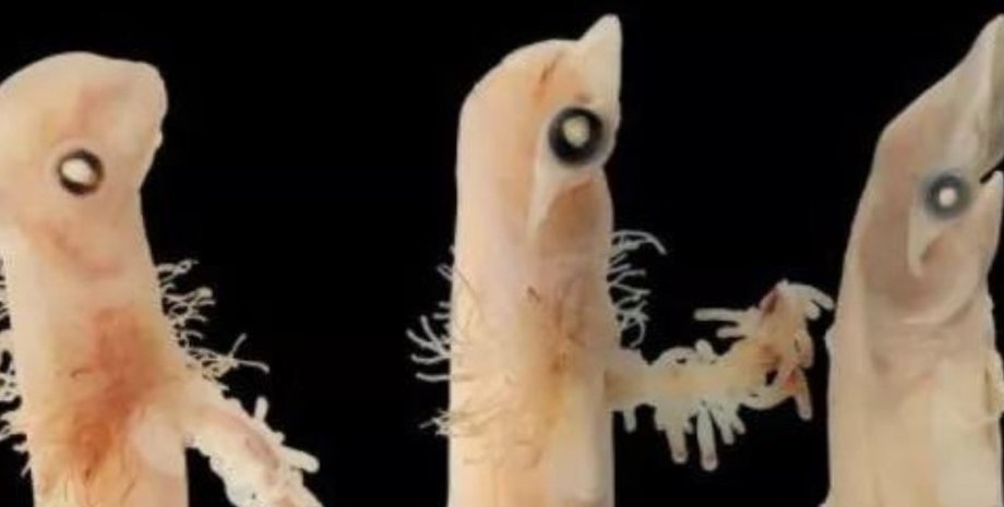 акула, акула молот, акула молот ембріон