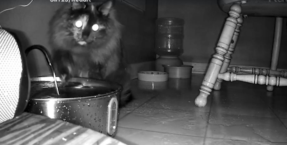 Коты, домашние любимцы, курьезы, приколы, камера наблюдения, Нидерланды, интересности, странные истории из жизни