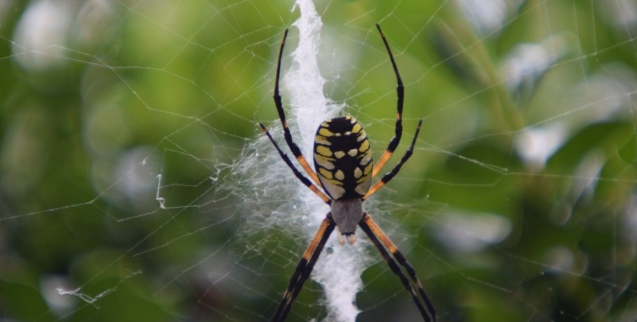 паук, джоро, паук джоро, ядовитый паук, паук Америка, паук США