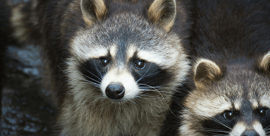 Семейство енотов