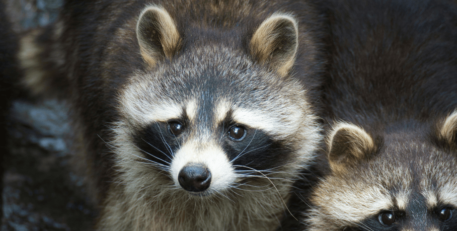 Семья енотов пробралась на авиазавод Семейство енотов