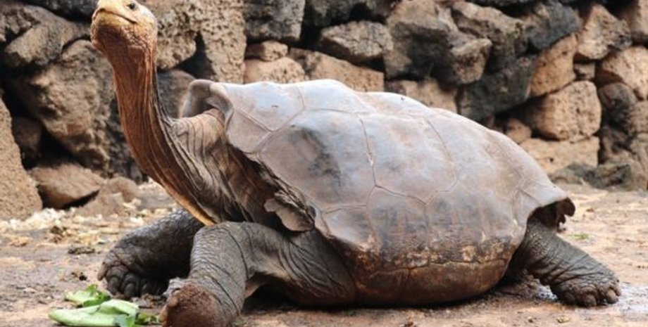 Черепаха Диего. Фото: EPA
