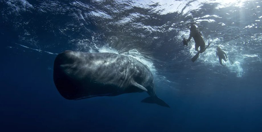 кашалот в океані
