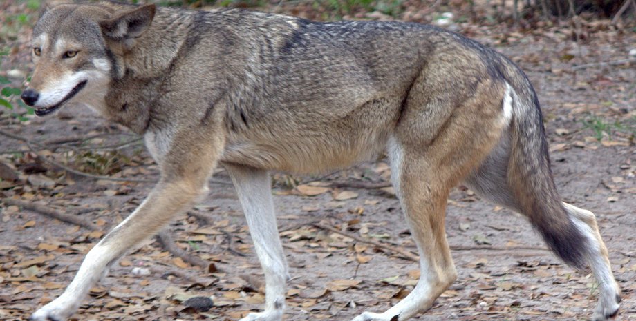 Красный волк