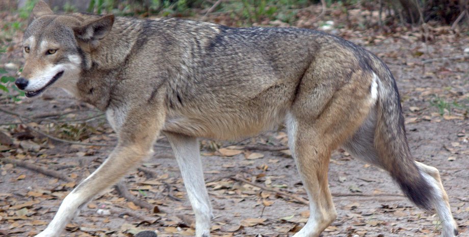 В Киеве зоозащитникам пришлось спасать волка
