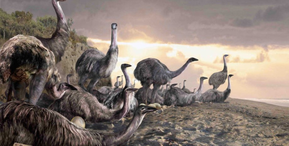Эпиорнисы - вымершие птицы Мадагаскара, на которых охотились древние люди. VELIZAR SIMEONVSKI/Sciencemag