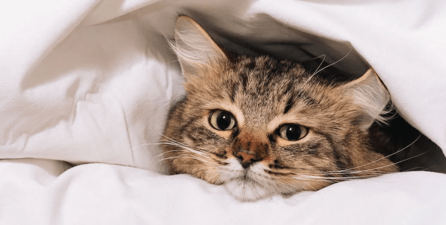 Как согреться зимой без отопления Согреться без отопления