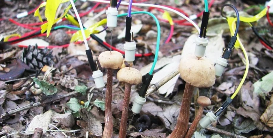 гриби, спілкування грибів