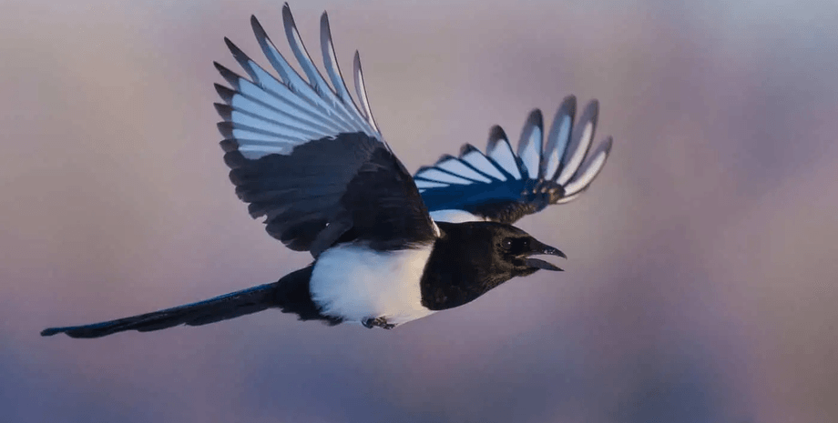 Сороки прилітають на уклін, сорока, птах, політ птаха, сороки крадуть корм, сороки бояться сов, скульптура сови, соцмережі,