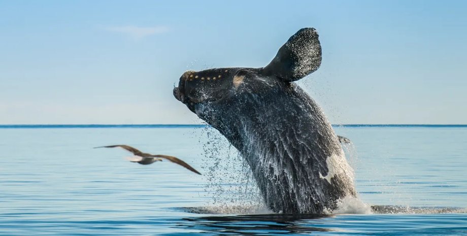 кит, південний кит, південний гладкий кит