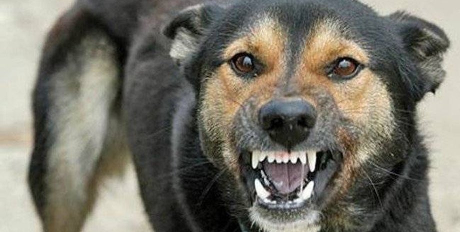 Фото: Догипедия