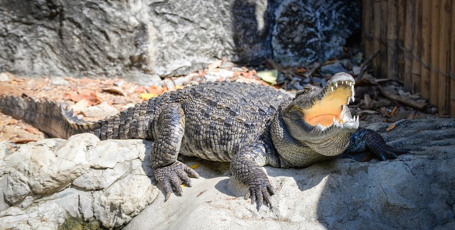 крокодил, крокодил реакция на крик