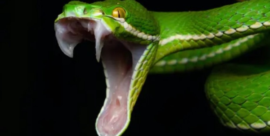 Ядовитая змея